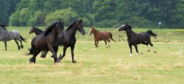 Gray horses Netherlands in the netherlands barn about Wildlife Trusts Sports